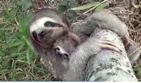 Video Baby And Mama Sloth Reunited After Bolivia Wildfire