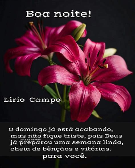 Boa Noite Lirios Do Campo