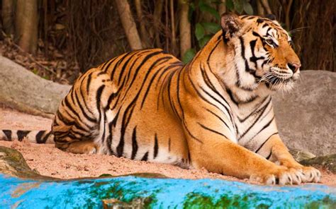 Tiger Conservation Tiger Facts And Information