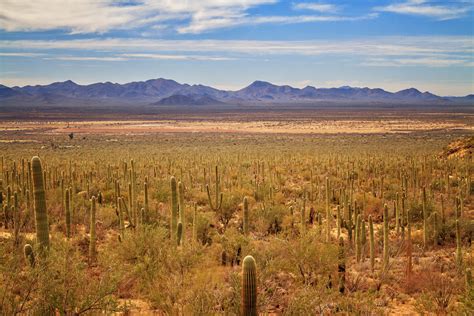 Cactus Forest In Saguaro National Park Anne Mckinnell