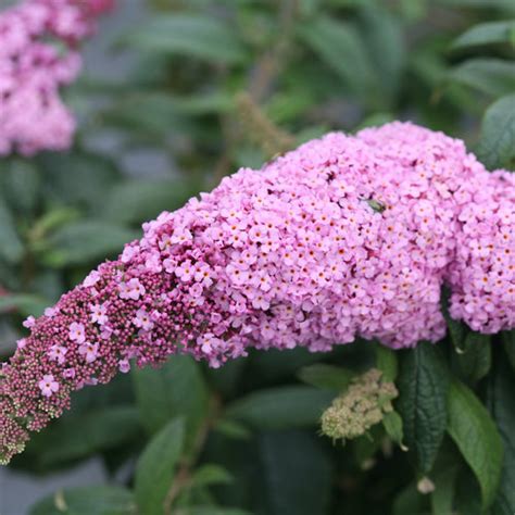 A whole new look for butterfly bush! Pugster Pink® - Butterfly Bush - Buddleia x | Proven Winners