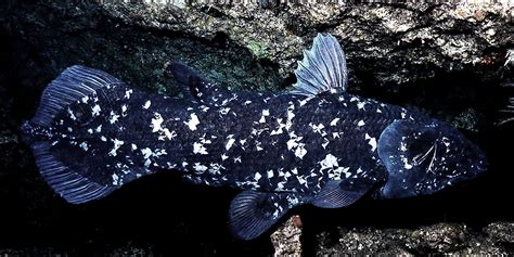 10 Interesting Facts About Coelacanths Worldatlas