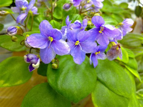 African violet plant size vary in width significantly. NanoDavid: Named Miniature African Violets