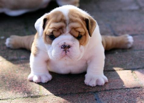 Why buy an english bulldog puppy for sale if you can adopt and save a life? Bulldog Puppy | Bored Panda