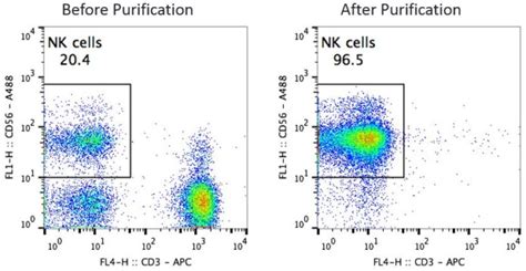 » this information can be used to individually sort or separate subpopulations of cells. Buy Purified Human NK Cells | iQ Biosciences