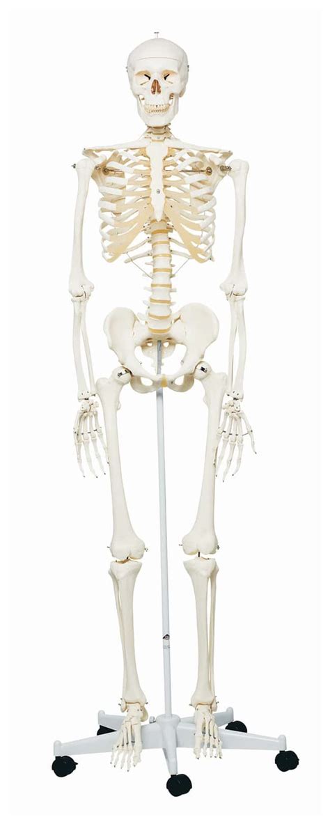 3b Scientific Adult Human Skeleton Includes 3b Smart Anatomy