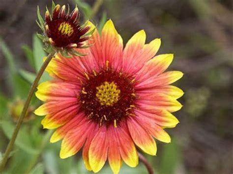 West Texas Wildflowers