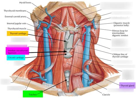 Extrinsic Muscles Of Larynx