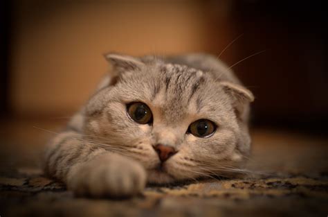 The first scottish fold was a white cat called susie, who lived on a farm near coupar angus in the tayside area of scotland in the 1960's. Scottish Fold cat on carpet wallpapers and images ...