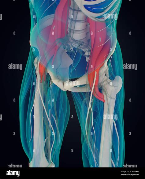 Medical Anatomical Illustration Of The Psoas Muscle 3d Illustration