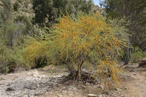 28 Species Of Acacia Trees And Shrubs