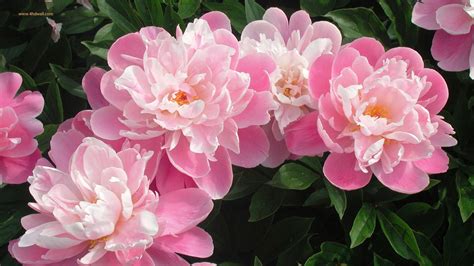 We would like to show you a description here but the site won't allow us. Hot Pink Flower Wallpapers (39 Wallpapers) - Adorable ...