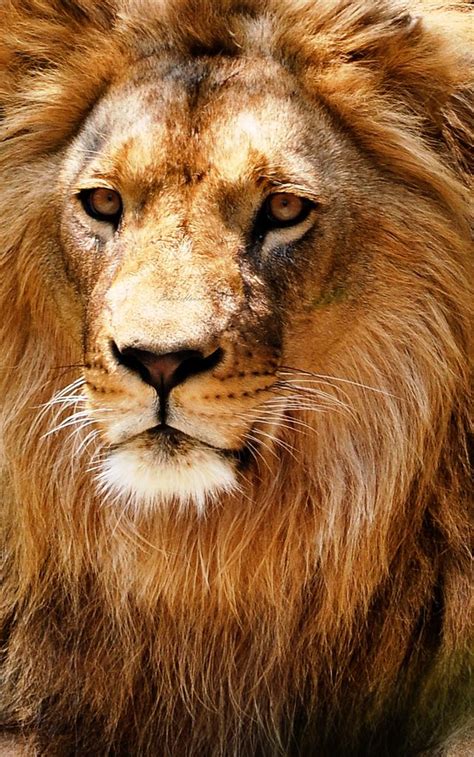 Lion | Animals beautiful, Lions photos, Lion