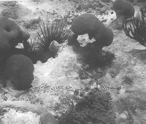 Corals And Sea Urchins Two Parts Of The Same Story
