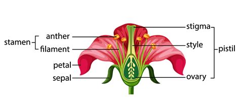 Which Of The Following Parts Of Flower Are Involved In Reproduction