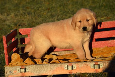 Golden Retriever For Sale Ma Annie Paul Blog