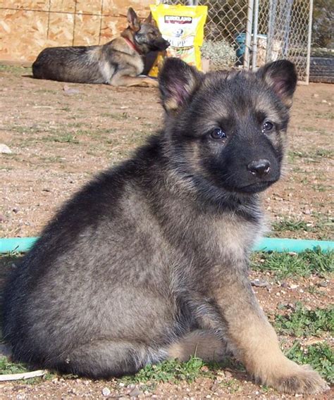 German Shepherd Puppies At 6 Weeks Old Pets Lovers