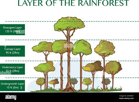 Vector Illustration Of The Rainforest Layers Stock Vector Image And Art