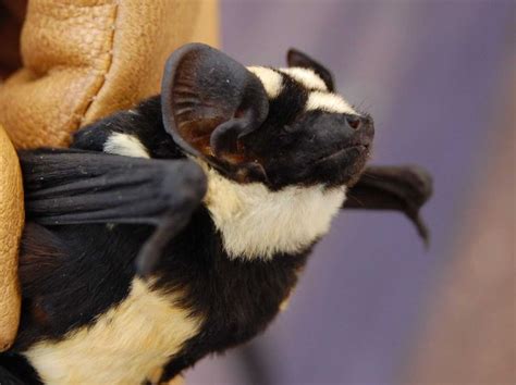 Scientists Rediscover The Super Rare Badger Bat Photos Bat