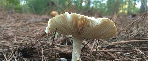 The Surprisingly Exciting World Of Arkansas Mushroom Foraging Only In