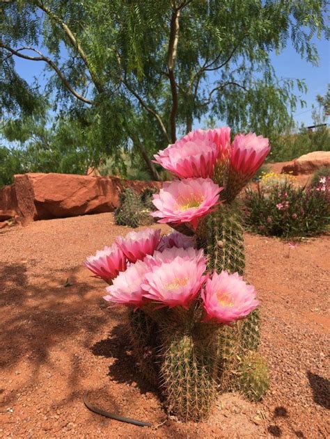 They have a lot of cool stuff at unbeatable prices. Argentine Giant in bloom at Red Hills Desert Garden here ...
