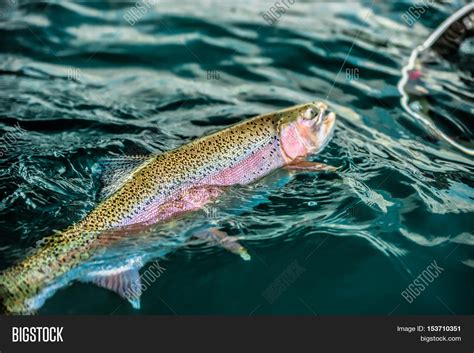 Beauty Rainbow Trout Image And Photo Free Trial Bigstock