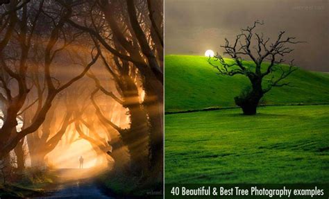 40 Beautiful Tree Photography Examples From Around The World