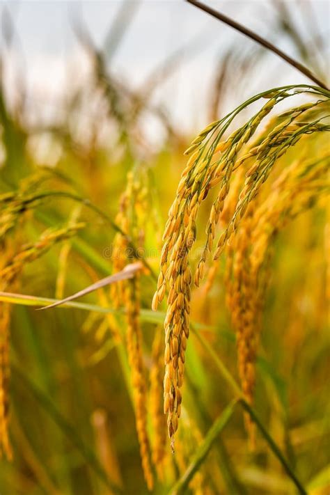Golden Rice Field Stock Photo Image Of Foliage Cultivate 145493842