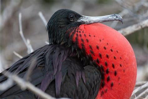 8 Magnificent Frigatebird Facts Fact Animal