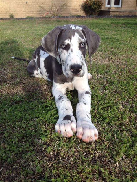 My Blue Harlequin Great Dane Triton As A Puppy Miss When He Was This