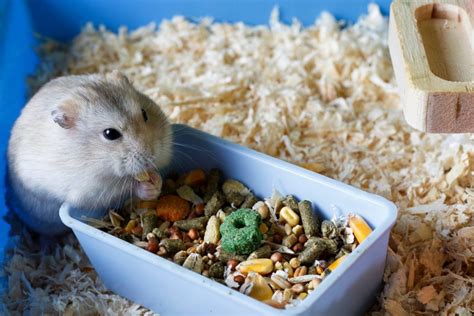 How To Take Care Of A Dwarf Hamster A Beginners Guide Home Hatch