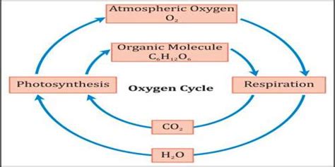 Oxygen Cycle Qs Study