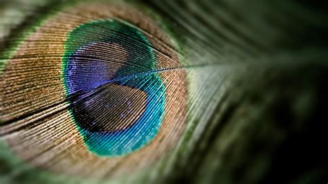 Green And Blue Peacock Feather Peacocks Feathers Pattern Hd