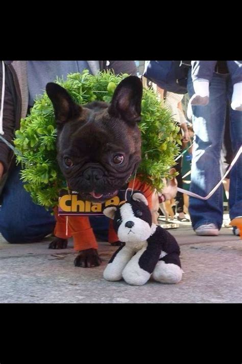 See more of classact english and french bulldogs on facebook. Frenchie chia pet. GENIUS (With images) | French bulldog ...