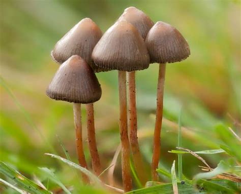 Psilocybe Semilanceata Seta Mágica Liberty Cap Hi Tech