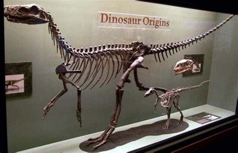 Micropachycephalosaurus 20 Kilogramos De Dureza Dinosaurios