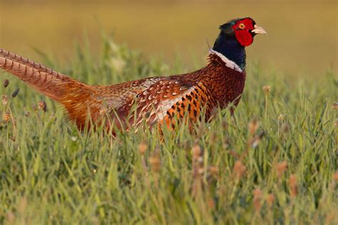 Common Pheasant Phasianus Colchicus Info Details Facts And Images