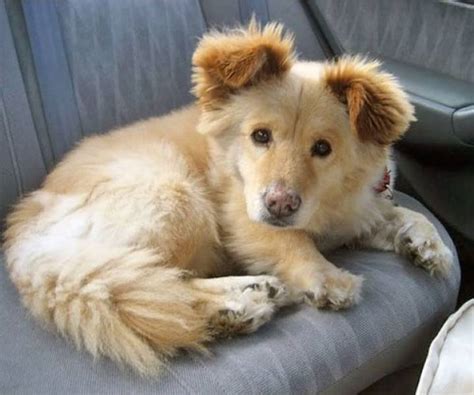 25 Unusual Mixed Dog Breeds That Double The Cuteness Barnorama