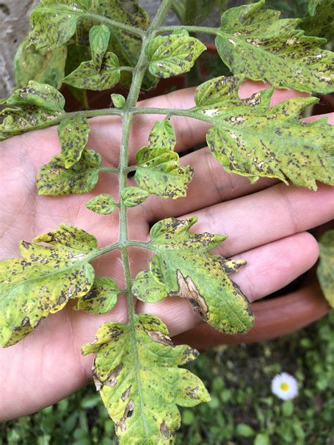 Tomato Plant Rash On Skin