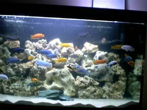 african cichlid aquarium, mbuna, 440L ocean rock. YouTube