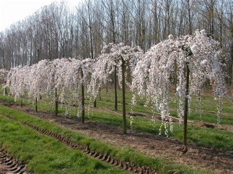 Harvest when flowers are just beginning to. White Weeping Cherry | Weeping cherry tree, Flowering ...