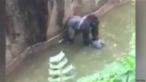 Pembunuhan Gorila Harambe Tuai Kecaman Di Media Sosial Bbc News Indonesia