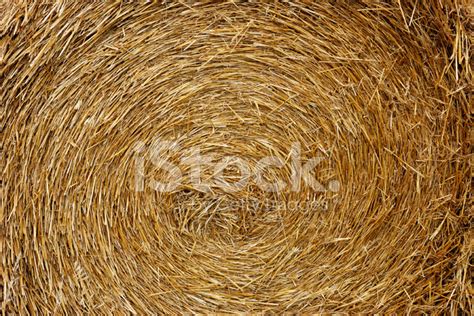 Round Straw Bales In Harvested Fields Stock Photo Royalty Free