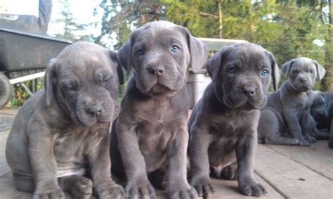 Cane Corso Italian Mastiff Puppies For Sale Blue Brindle Akc And Iccf