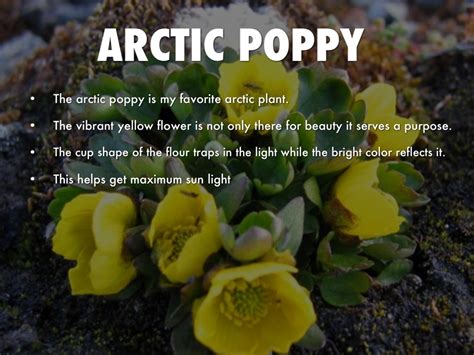 Arctic Plants With Names
