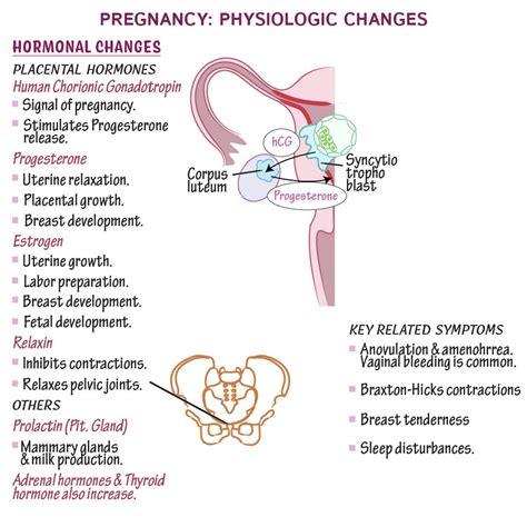 Physiology Glossary Pregnancy Physiological Changes Ditki Medical