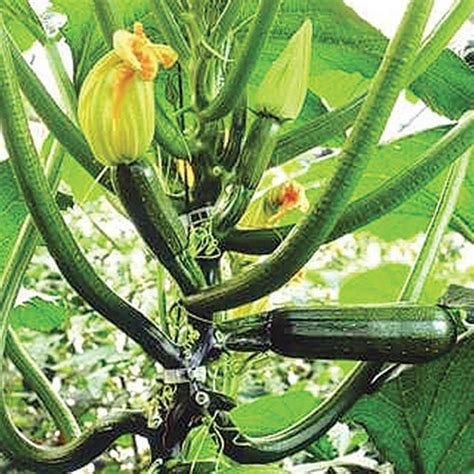 For small spaces or container gardening we recommend the 'black beauty' variety, as it is a compact when you grow zucchini from seed, it's important to keep in mind that the seeds require warm soil in. ZUCCHINI SUMMER SQUASH LONG GREEN TRAILING COURGETTE 10 ...