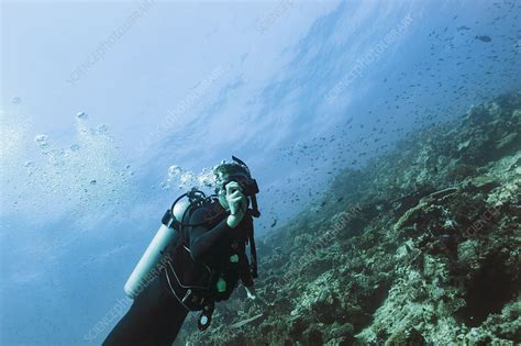 Portrait Scuba Diver Underwater Stock Image F0227738 Science