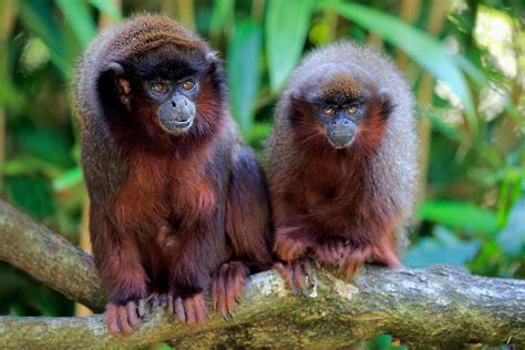 We did not find results for: An extinct monkey evolved to live like a sloth in the ...