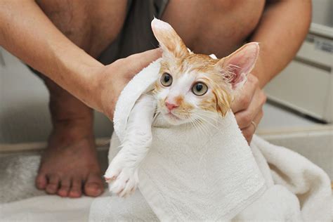 Sehingga diperlukan cara dalam menghilangkan kutu kucing yang efektif dan efisien. 11 Cara Menghilangkan Kutu Kucing secara Alami, Mudah, dan ...